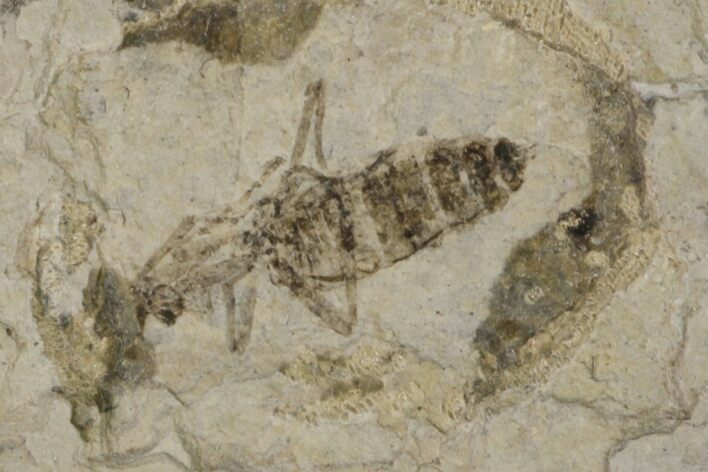 Fossil March Fly (Plecia) - Green River Formation #154489